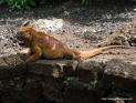 Thumbnail for Land Iguana